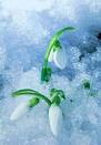 Eski�ehir k�� �i�ek�ilik 